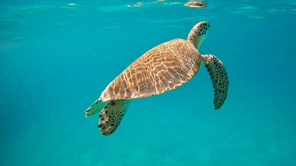 Turtle Surfacing Carlisle Bay Barbados