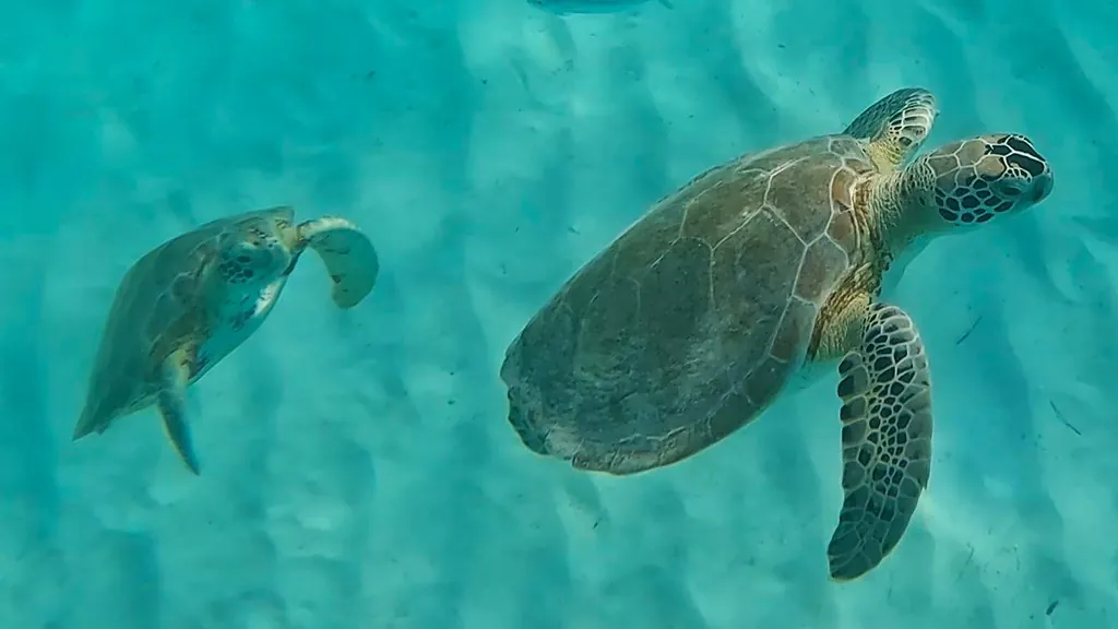 Two Turtles Carlisle Bay Barbados
